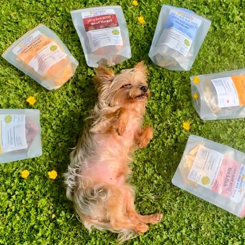 a dog lying in a collection of freeze dried raw snacks from wiggly babies