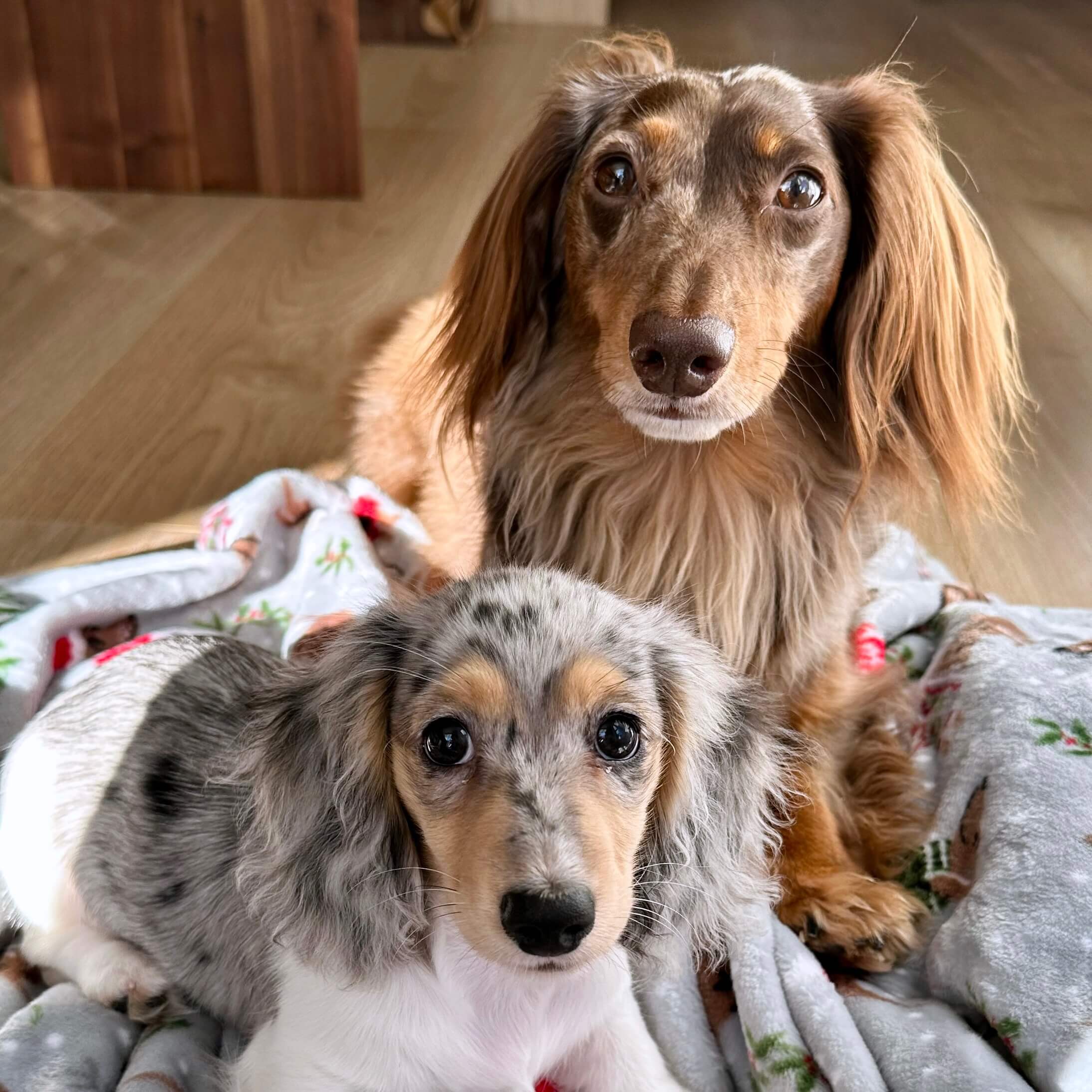 2 dogs