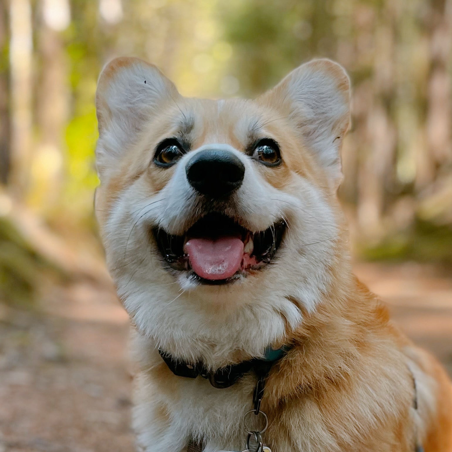 corgi 2