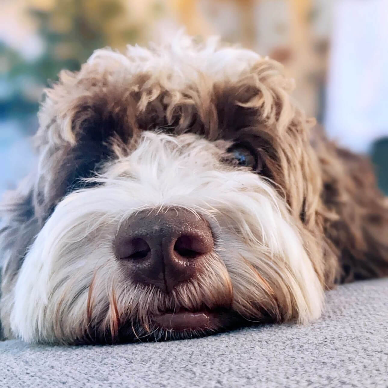 Doodle dog