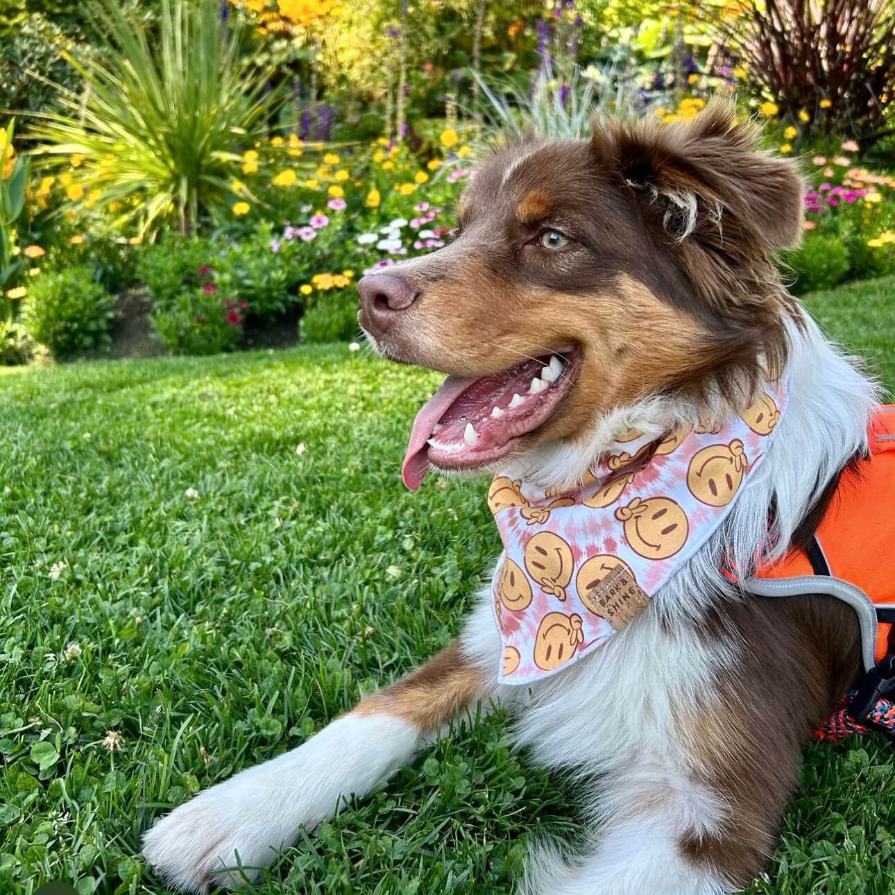 Aussie