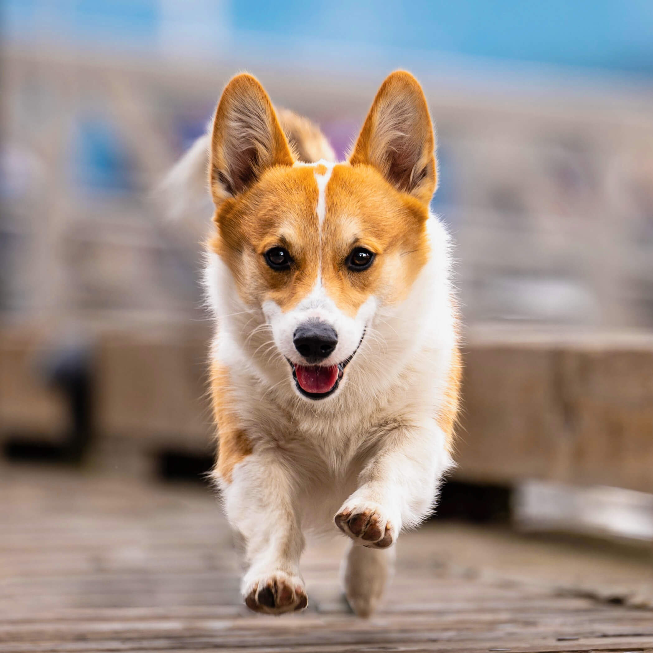 corgi